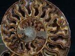 Split Ammonite Half - Deep Crystal Pockets #7570-1